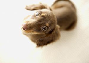 シロアリ駆除の専門企業、アサンテ｜土日祝も対応可能な安心のサービス